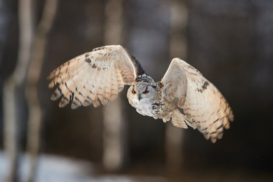 Eagle owl, Bubo bubo, huge owl flying against blurred snowy birches, backlighted by setting sun. Isolated Eagle-owl with bright orange eyes flying in winter taiga forest. Isolated owl in winter.