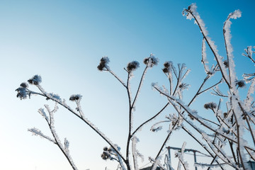 branches in the snow at dawn