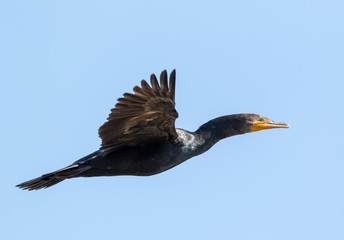 Cormorant in flight