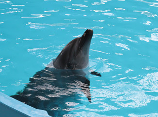 Happy dolphin sun bathing