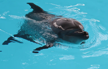 Happy dolphin sun bathing