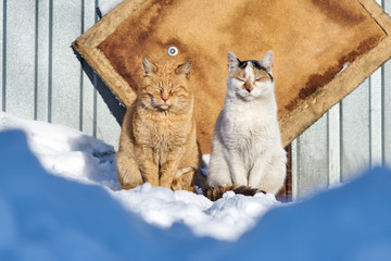 Para bezdomnych kotów wygrzewa się w zimowym słońcu