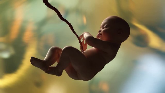 the baby in the womb 3D render