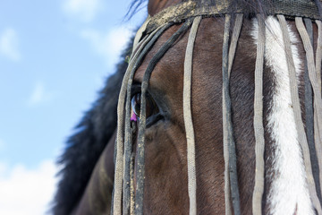 brown horse at a paddock