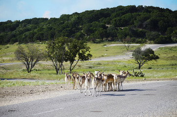 Safari nature reserve with wild animal herd.