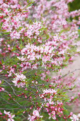 Prunus tenella batsch or dwarf russian almond many pink flowers on green bush