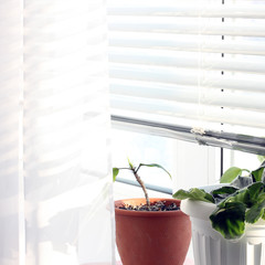 Vase on the window. Plant. Window. Jalousie.