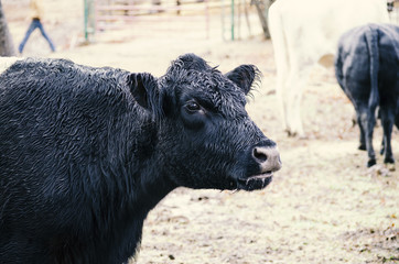 Fototapeta premium Belted galloway cow on rural country agriculture beef farm. Shows cattle industry with black wet steer on ranch.