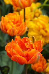 Orange tulip flowers or tulipa double late orange princess with green