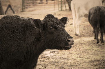 Authentic agriculture lifestyle image showing image of belted galloway cow in rural farm pasture.  