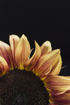 Cropped sunflower