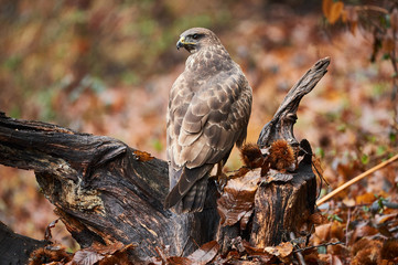Buzzard perched on a branch