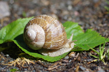 escargot dans la nature 