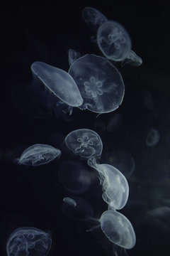 Jellyfish