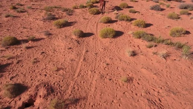 pan up reveal horse and valley Wild horses, drone aerial 4k, monument valley, valley of the gods, desert, cowboy, desolate, mustang, range, utah, nevada, arizona, gallup, paint horse