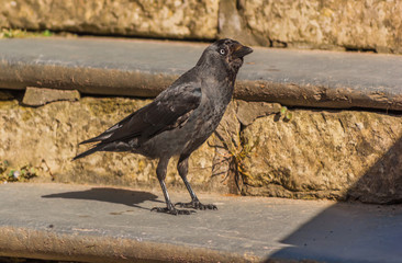 Western Jackdaw on Stone Steps
