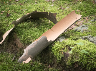 Curled bark lying on mossy ground