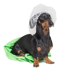 dog  breed of dachshund, black and tan, after a bath with a geen towel and a shower cap, isolated on white background