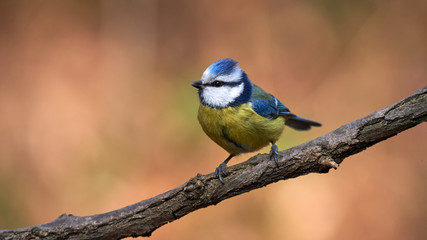 Obraz premium Eurasian blue tit