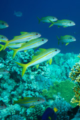 Underwater life landscape