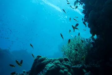 Zelfklevend Fotobehang Underwater life landscape © wahooo