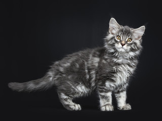 Cute blue tabby Maine Coon cat / kitten standing side ways isolated on black background looking at camera
