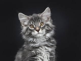 Fototapeta na wymiar Head shot of cute blue tabby Maine Coon cat / kitten sitting facing camera isolated on black background looking in lens