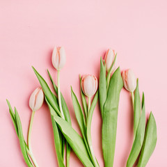 Pastel pink tulip flowers bouquet on pink background. Flat lay, top view. Minimal floral flatlay concept.