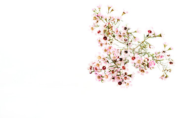 Wildflower branch on white background. Top view, flat lay.