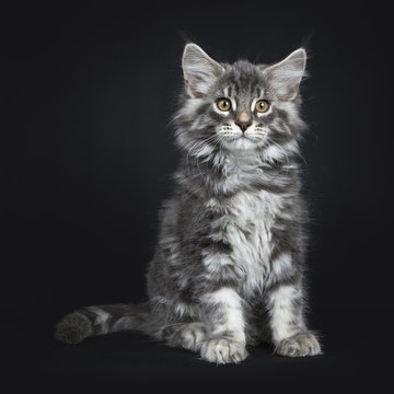 Cute blue tabby Maine Coon cat / kitten sitting facing camera isolated on black background looking in lens