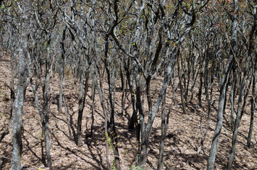Fototapeta premium View to the forest in dry season
