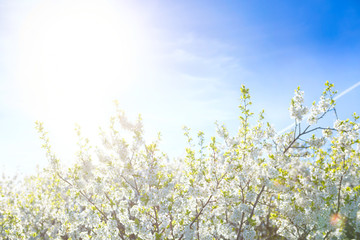 White oriental cherry in spring over clear blue sky