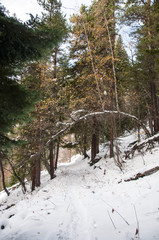 Winter Snowy Coniferous Forest.