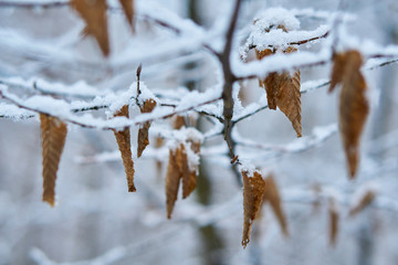 Totes Laub in Winterlandschaft
