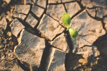 Fototapeten Little green plant on crack dry ground, concept drought © sawitreelyaon