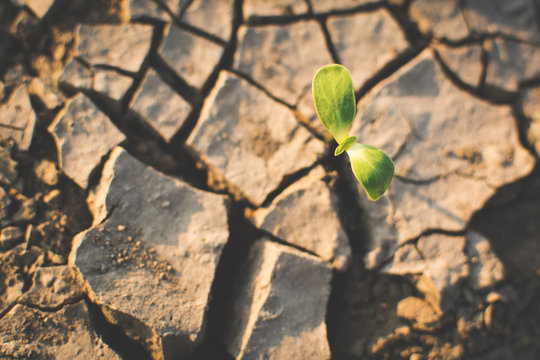 Little green plant on crack dry ground, concept drought