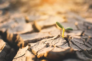  Little green plant on crack dry ground, concept drought © sawitreelyaon