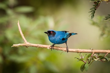 Close up Masked Flower-piercer (Diglossa cyanea)