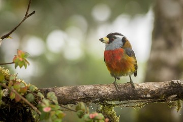 Obraz premium Toucan Barbet in trees