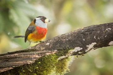 Toucan Barbet in trees