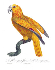 Naklejka premium Illustration of a parrot.