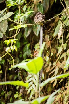 Rasting Lyre-tailed Nightjar