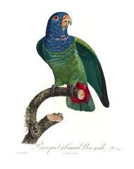 Obraz premium Illustration of a parrot.