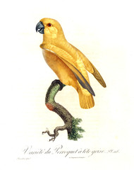 Illustration of a parrot. - 195214142