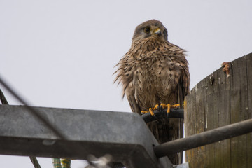 Turmfalke