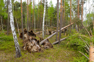 Сильный ветер повалил деревья в лесу.