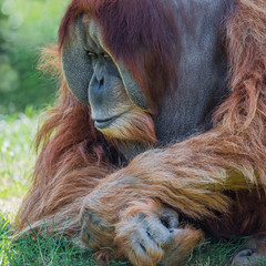 Portrait of very old Asian orangutan posing at front © neurobite