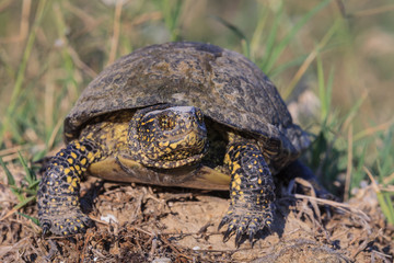 European bog turtle (emys orbicularis)