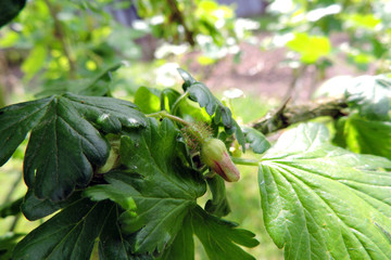 Agrest na krzaku © E-lona