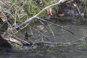 A wren sits on the bank of a creek